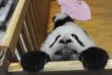 Funny looking Panda