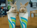 Bunnies in cups