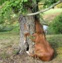 Horse in Tree