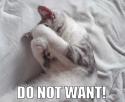 Do Not Want cat